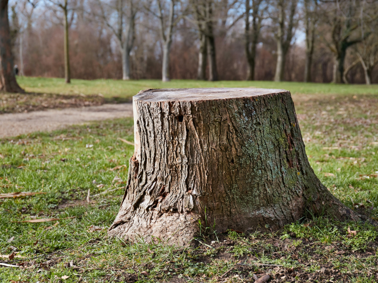 Stump Grinder, Brush Clippers Berlin, NH Caron Rental Center